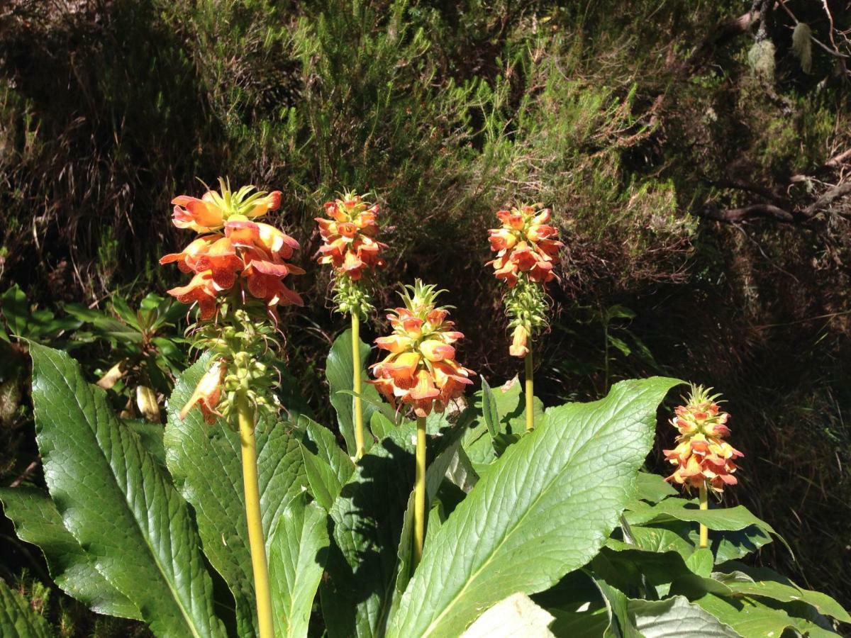 Blooming Botanic Houses Estreito Da Calheta Exterior foto