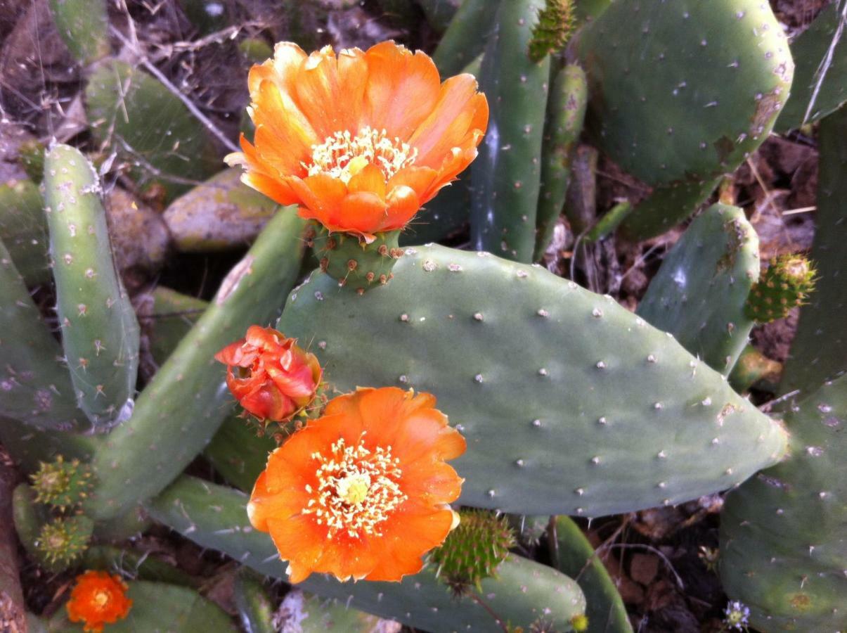 Blooming Botanic Houses Estreito Da Calheta Exterior foto